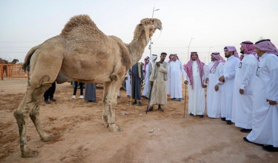 مزاد الإبل بالجوف يحظى بإشادة وكيل الإمارة: تنظيم مميز يعكس أصالة المكان
