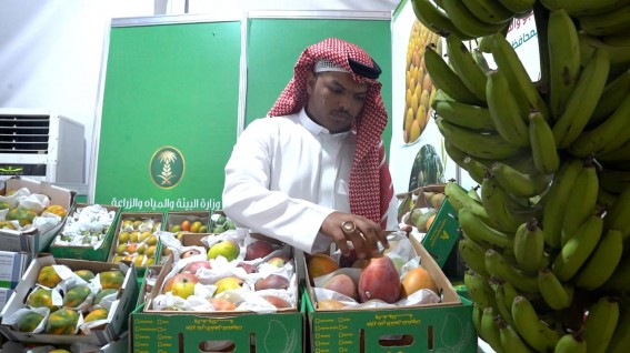 جازان تشهد إقبالًا استثنائيًا على مهرجان المانجو والفواكه الاستوائية في يومه الثاني