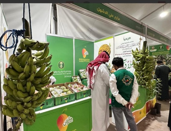 بالأرقام.. مهرجان المانجو والفواكه الاستوائية بجازان يختتم نسخته الـ 21 بمبيعات تجاوزت 5 ملايين ريال