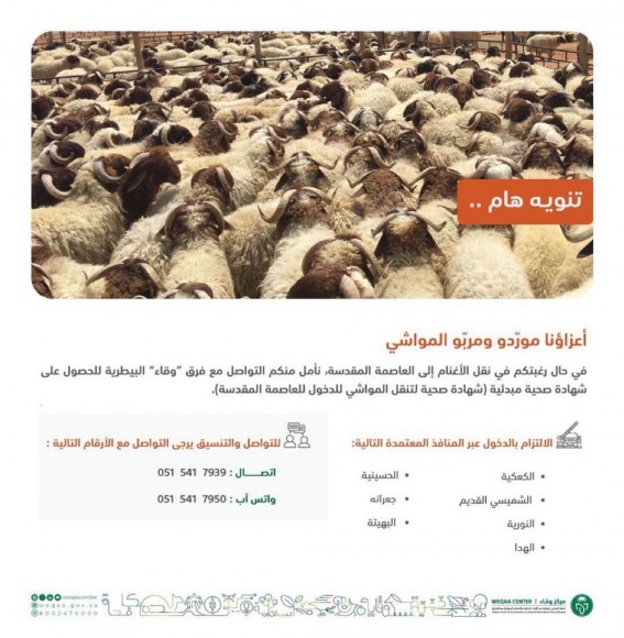 “وقاء” يدعو موردي ومربي الماشية للحصول على الشهادة الصحية قبل نقل الأغنام إلى العاصمة المقدسة