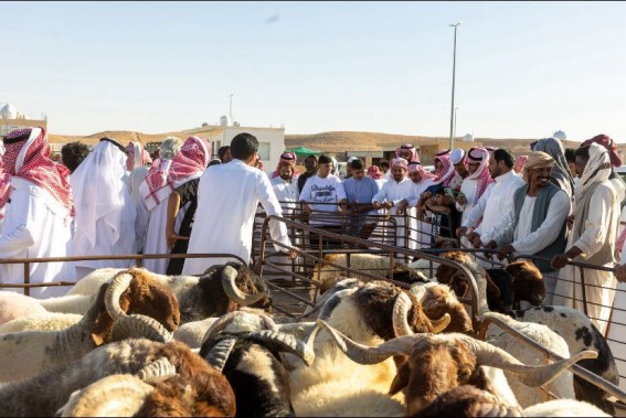 “أضحيتي” يُطلق مزاد الأغنام في مدينة الأنعام بعرعر