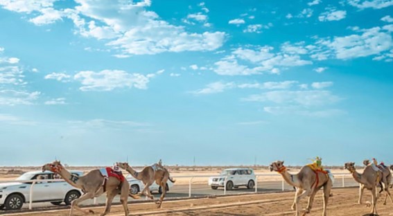 ميدان الهجن بنجران ينظم غدًا سباق الحقايق فما فوق بـ 25 شوطًا ميدان الهجن بنجران ينظم غدًا سباق الحقايق فما فوق بـ 25 شوطًا
