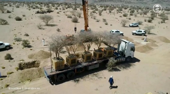 نقل دقيق لأشجار معمّرة في المدينة المنورة ضمن جهود الحفاظ على الغطاء النباتي نقل دقيق لأشجار معمّرة في المدينة المنورة ضمن جهود الحفاظ على الغطاء النباتي