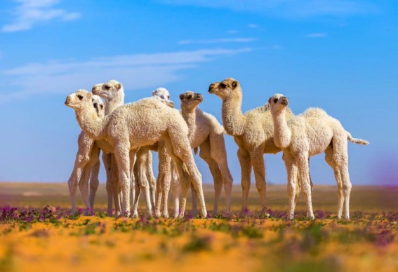 في يومها العالمي.. الإبل تتحدث بصوت الصحراء