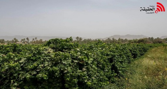 العنب النجراني.. محصول استراتيجي يعزز الأمن الغذائي ويصنع هوية اقتصادية العنب النجراني.. محصول استراتيجي يعزز الأمن الغذائي ويصنع هوية اقتصادية