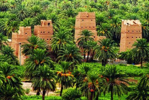 اتفاقية ثلاثية لحماية نخيل نجران والنباتات الاقتصادية اتفاقية ثلاثية لحماية نخيل نجران والنباتات الاقتصادية