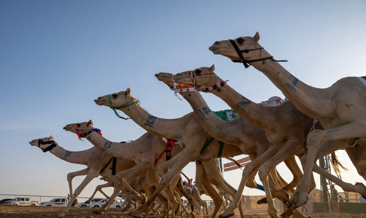 "مذيار" و"مطرب" و"الذيبة".. أبطال سباق المفاريد في ميدان نجران للهجن "مذيار" و"مطرب" و"الذيبة".. أبطال سباق المفاريد في ميدان نجران للهجن