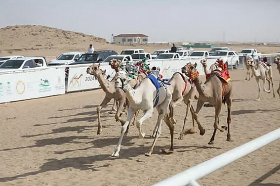 جمرة ورعاد و شاهين يتألقون في سباق ميدان الهجن بنجران جمرة ورعاد و شاهين يتألقون في سباق ميدان الهجن بنجران
