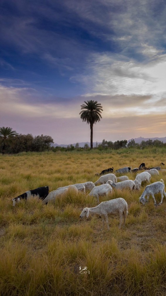 الطبيعة في نجران الطبيعة في نجران
