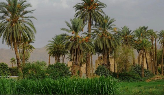نجران ترفد السوق بأكثر من 40 ألف طن من التمور خلال موسم الصيف