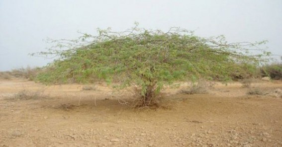 زراعة الغاف.. طريق مدن الشرقية نحو بيئة مستدامة