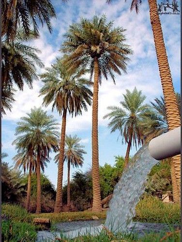 النخلة السعودية.. ذاكرة الأرض وكنزها الأخضر النخلة السعودية.. ذاكرة الأرض وكنزها الأخضر