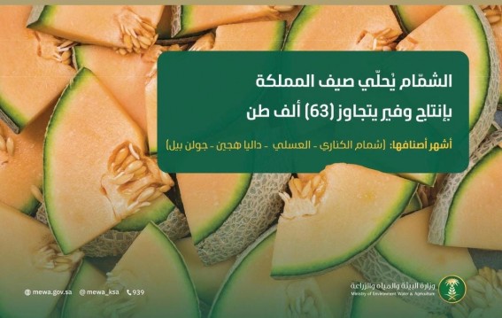 الأسواق السعودية تستقبل أصنافًا متنوعة من الشمام بإنتاج يتجاوز 63 ألف طن الأسواق السعودية تستقبل أصنافًا متنوعة من الشمام بإنتاج يتجاوز 63 ألف طن