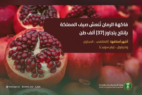 الرمان السعودي.. وفرة إنتاج تدعم الأمن الغذائي