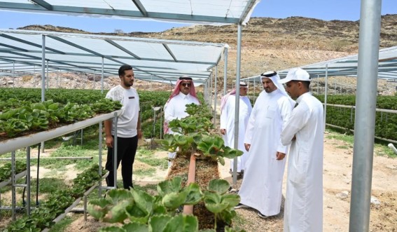 مدير بيئة الباحة يتفقد أكبر مزرعة للفراولة بمحافظة القرى مدير بيئة الباحة يتفقد أكبر مزرعة للفراولة بمحافظة القرى