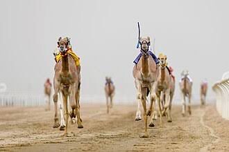 سباق الحقايق للهجن ينطلق غدًا بميدان نجران سباق الحقايق للهجن ينطلق غدًا بميدان نجران