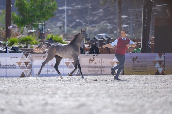 حائل تتلألأ بأصالة الخيل العربية في نوفمبر حائل تتلألأ بأصالة الخيل العربية في نوفمبر