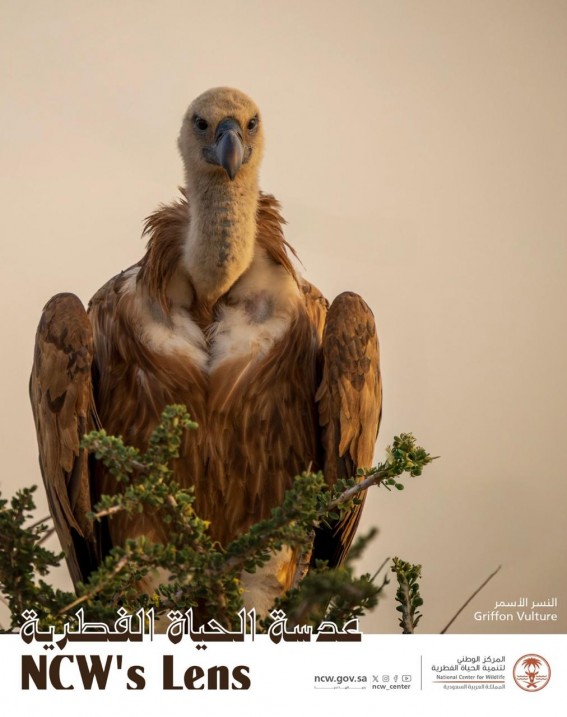 المركز الوطني لتنمية الحياة الفطرية النسر الأسمر ركيزة في حفظ التوازن البيئي