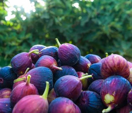 تبوك.. موسم واعد