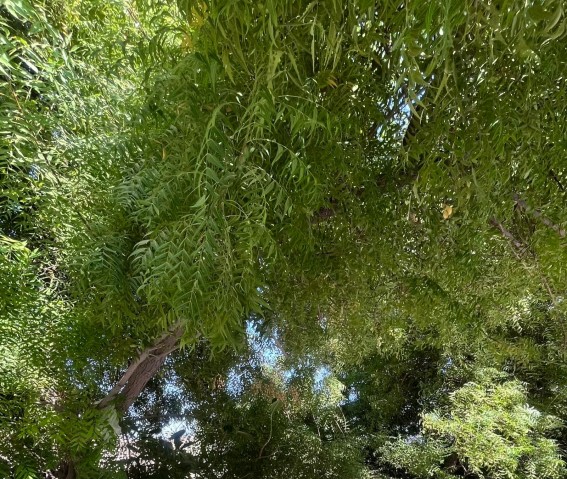 العباية العنابية العباية العنابية