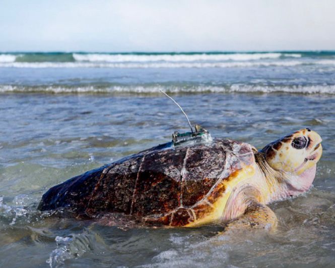 إطلاق أول كائنات بحرية معاد تأهيلها في الخليج العربي بمحمية الجبيل