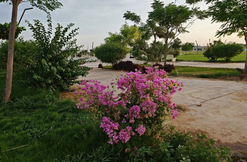 أمانة نجران تواصل تنفيذ مشاريعها البيئية والتجميلية لتعزيز الغطاء النباتي