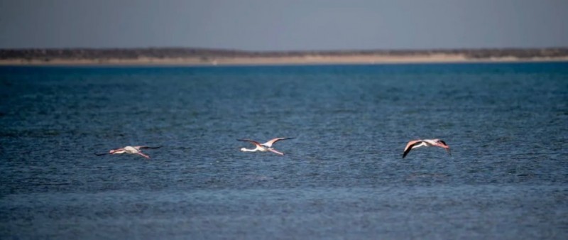 جزر فرسان تحتضن أكثر من 10 آلاف طائر مائي في التعداد الشتوي