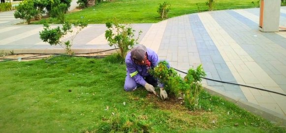 بلدية بيشة تنفذ برامج دورية لصيانة وري المسطحات الخضراء