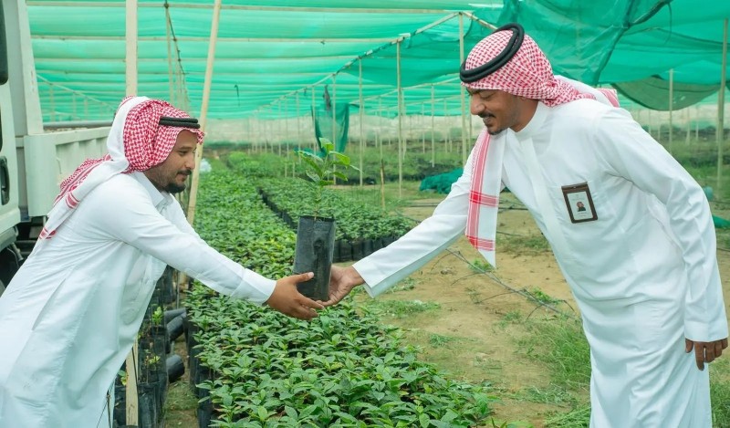 توزيع أكثر من 30 ألف شتلة بُن لدعم مزارعي جازان وتعزيز إنتاج القهوة السعودية