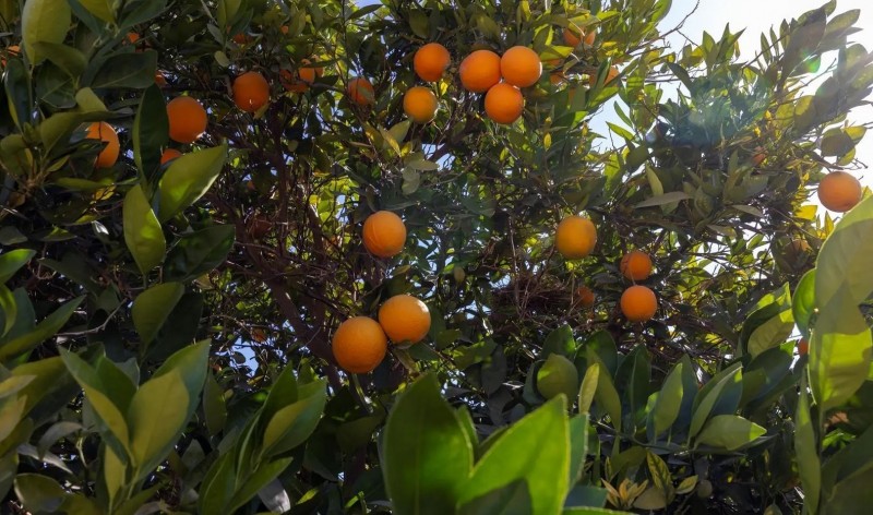 استدامة بنجران يدعم زراعة الحمضيات والفواكه الاستوائية