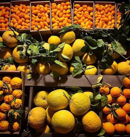 العُلا تدشن موسم جني الحمضيات بتوقعات إنتاج تفوق 6 آلاف طن