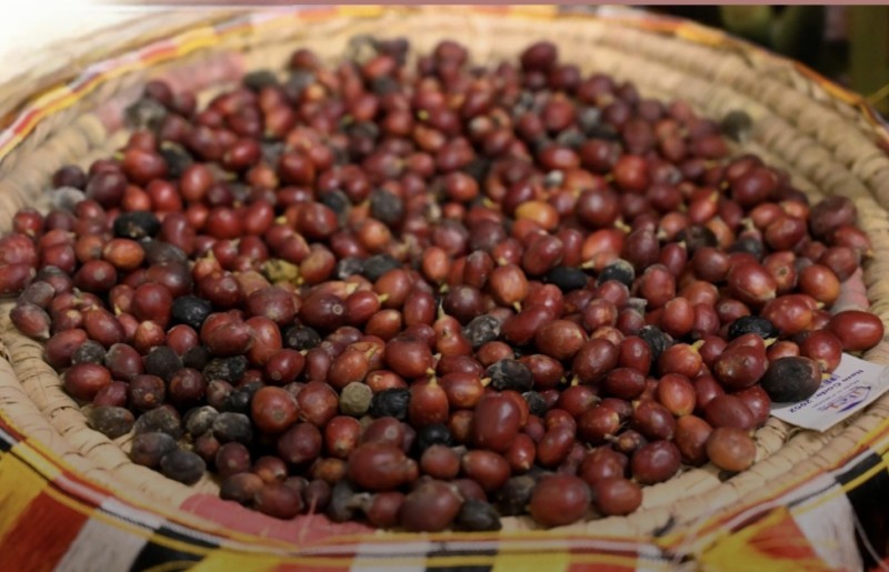 تجارب القهوة المختصة تتصدر مشهد فعالية أدب وقهوة في جازان