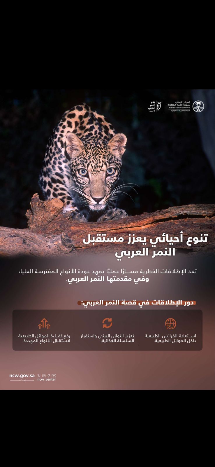 تعزيز التنوع الأحيائي يدعم استدامة النمر العربي وإعادة التوازن للموائل الطبيعة