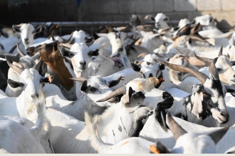 جازان تسجّل حركة شرائية نشطة في أسواق المواشي مع اقتراب شهر رمضان