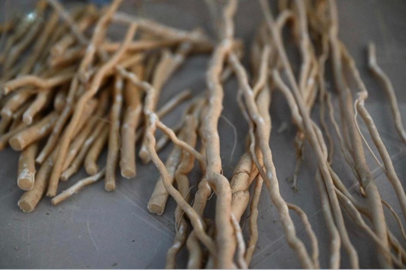 ضمد تطلق تجربة زراعية حديثة تعيد السواك إلى الواجهة بأساليب ذكية ضمد تطلق تجربة زراعية حديثة تعيد السواك إلى الواجهة بأساليب ذكية