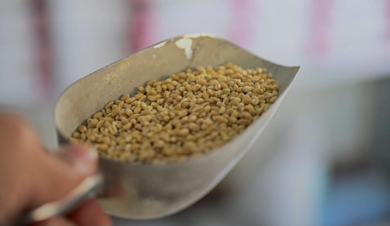 البر القصيمي موروث زراعي أصيل ونكهة حاضرة في المطبخ الشعبي