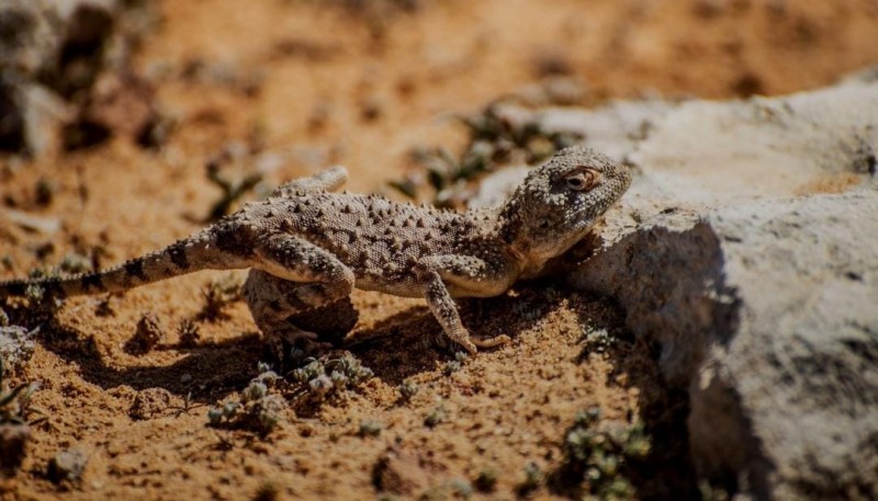 رصد الضب الشاحب في الحدود الشمالية يعكس ثراء التنوع الحيوي
