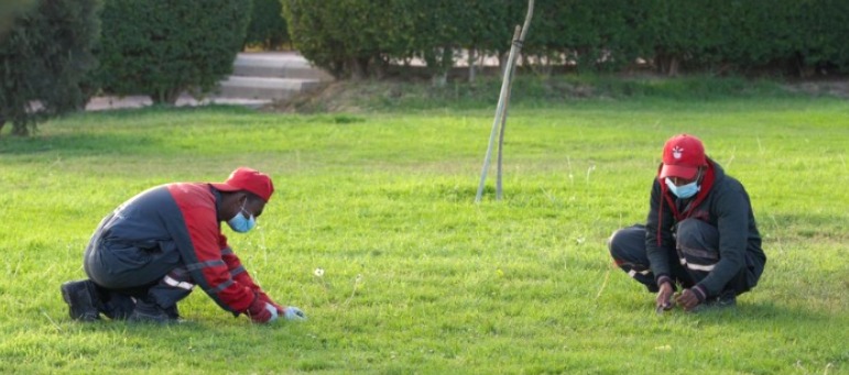 أمانة الباحة تعزز العناية بالمسطحات الخضراء