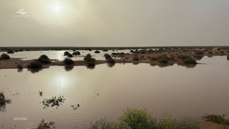 أمطار الخير تعيد الحياة لطبيعة محمية الإمام عبدالعزيز بن محمد الملكية