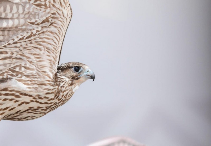 نادي الصقور يواصل إطلاق الصقور دوليًا ضمن برنامج هدد 2026