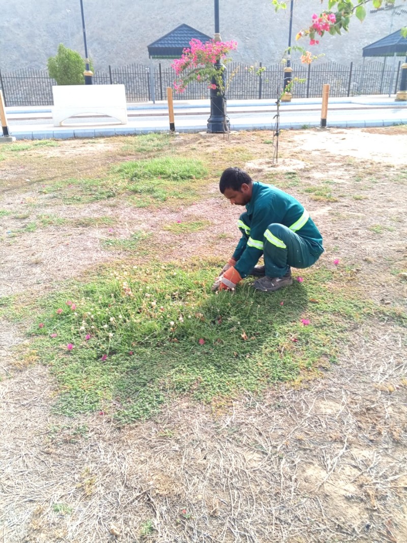 بلدية بحر أبو سكينة تعزز المساحات الخضراء بأعمال زراعية جديدة