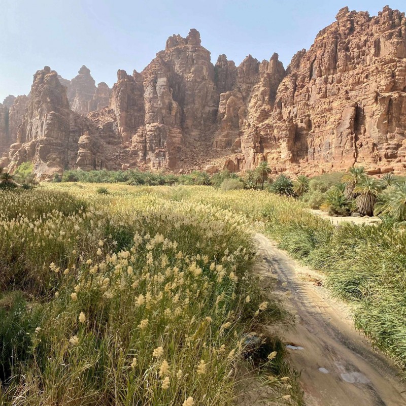 محمية الأمير محمد بن سلمان تستقبل الربيع بازدهار طبيعي في وادي الديسة