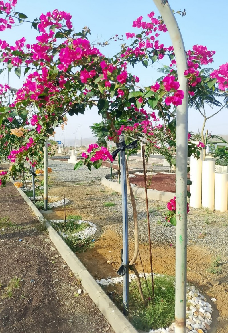 بلدية بحر أبو سكينة تعزّز جمالية الحدائق بأعمال تطوير وتحسين