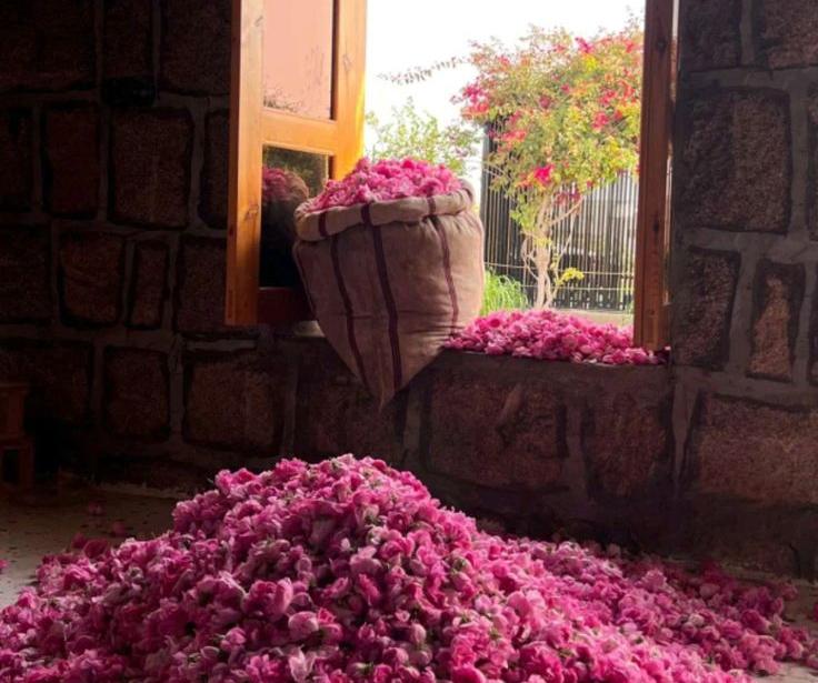 ازدهار الورد الطائفي يعزز السياحة والاقتصاد