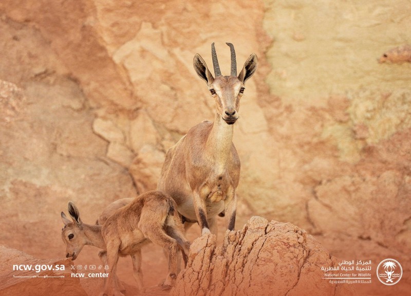 محمية الوعول تسجل أول ولادة للوعول في 2026 محمية الوعول تسجل أول ولادة للوعول في 2026