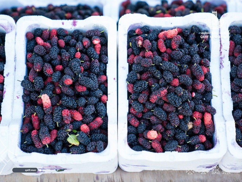 عودة التوت القطيفي تتصدر مشهد الموسم الزراعي في واحة القطيف