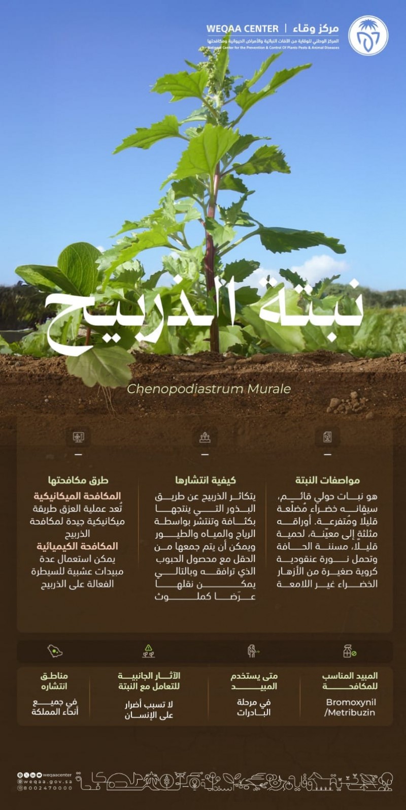 مركز وقاء يؤكد أهمية مكافحة نبات الذربيح لحماية المحاصيل