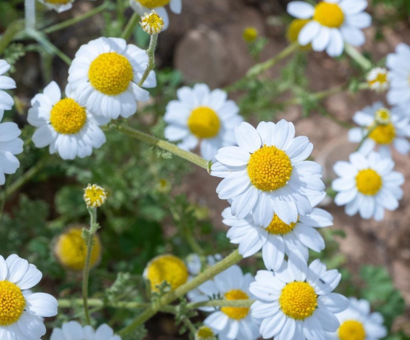 زهرة الأقحوان.. رداء أبيض يزيّن فياض وبراري الحدود الشمالية