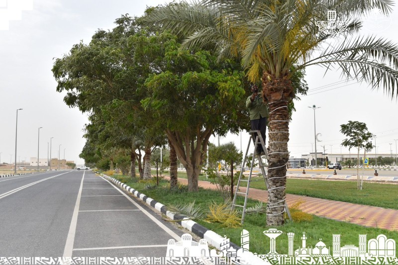 بلدية مليجة تنفذ أعمال التشجير وتحسين المشهد الحضري