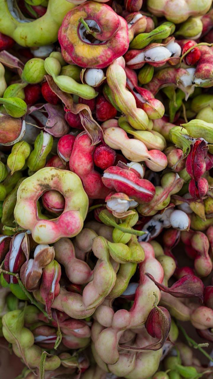 وفرة زراعية في واحة القطيف تعكس تنوع الإنتاج المحلي